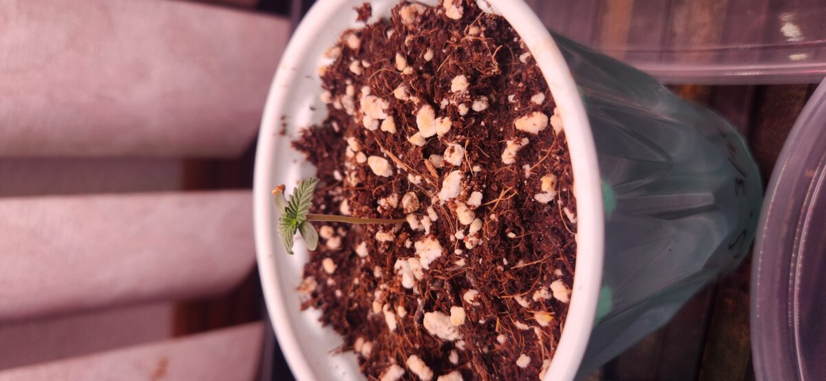 bbs-grow-diaries/week-383065-diary-383064-user-22491-67e4a8e776f2d