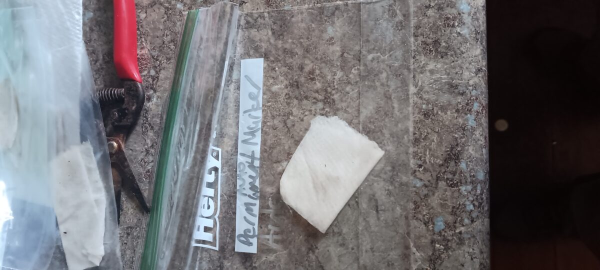 bbs-grow-diaries/week-384053-diary-384050-user-40293-67e96f9924f9e