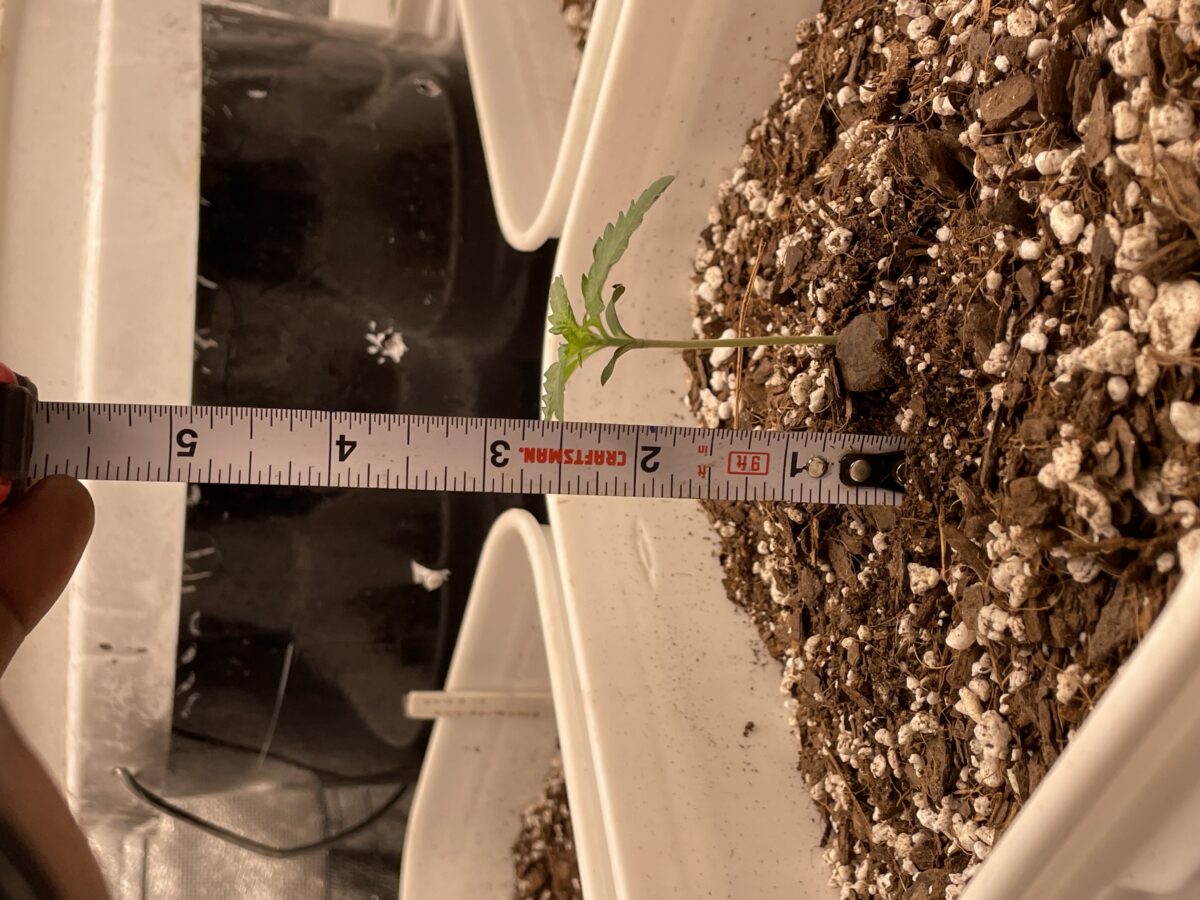 bbs-grow-diaries/week-385018-diary-384562-user-21252-67ec1b422e6de