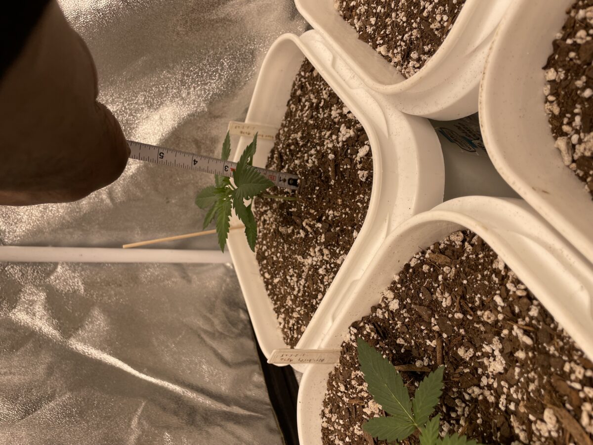 bbs-grow-diaries/week-385583-diary-384562-user-21252-67ed5b9586858