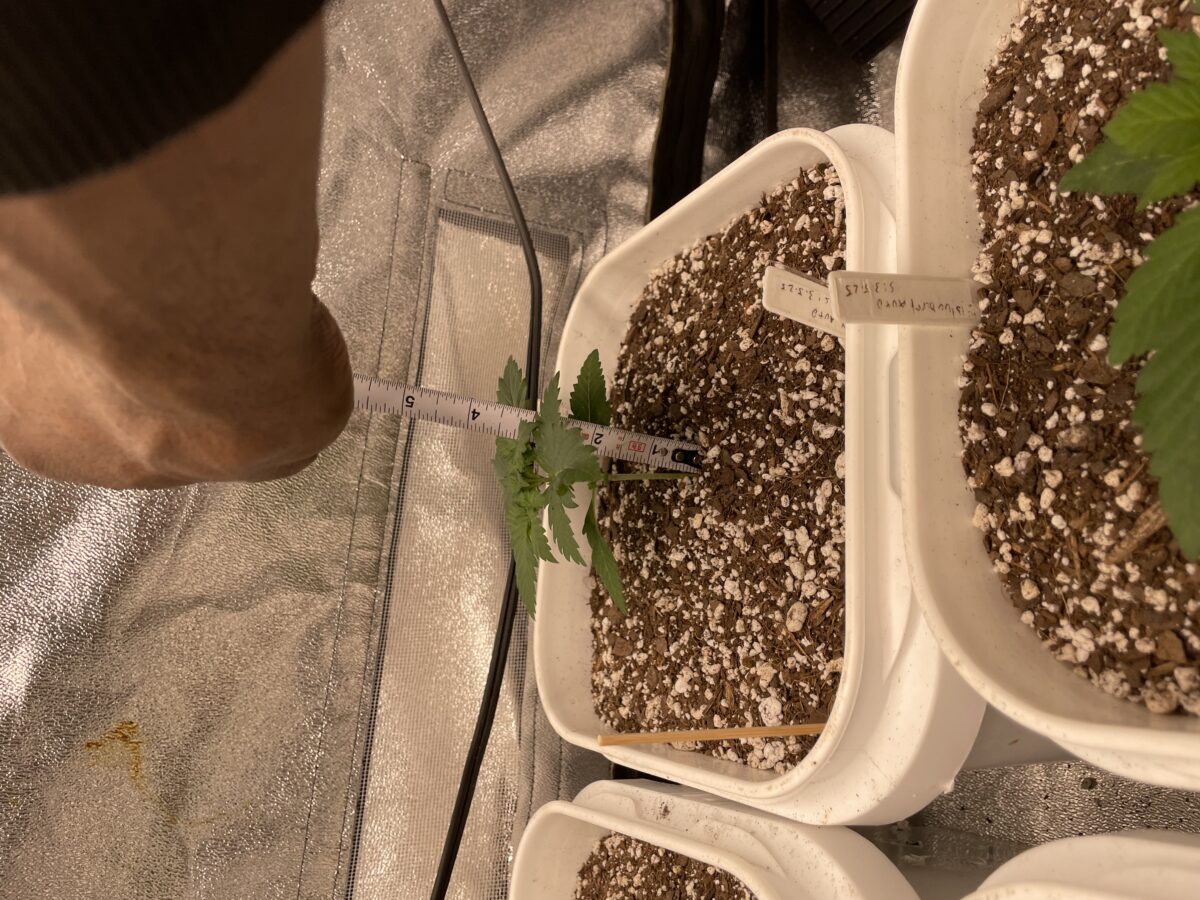 bbs-grow-diaries/week-385583-diary-384562-user-21252-67ed5b97e8d5c