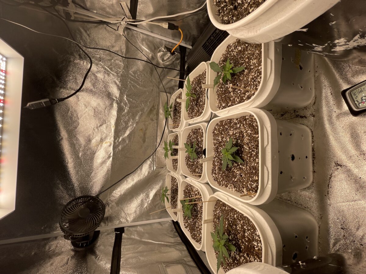 bbs-grow-diaries/week-385583-diary-384562-user-21252-67ed5b9a5eee5