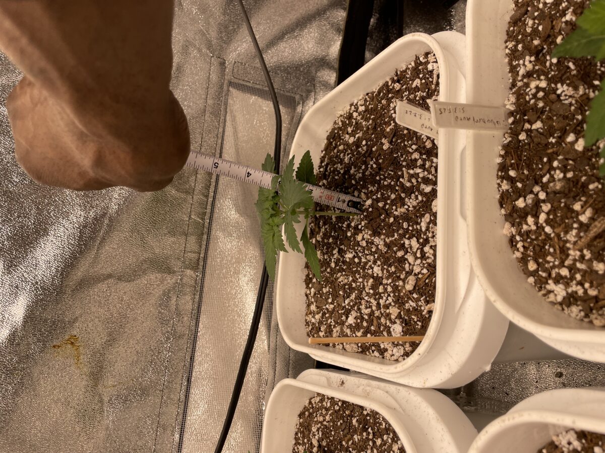 bbs-grow-diaries/week-385583-diary-384562-user-21252-67ed5b9ce787d