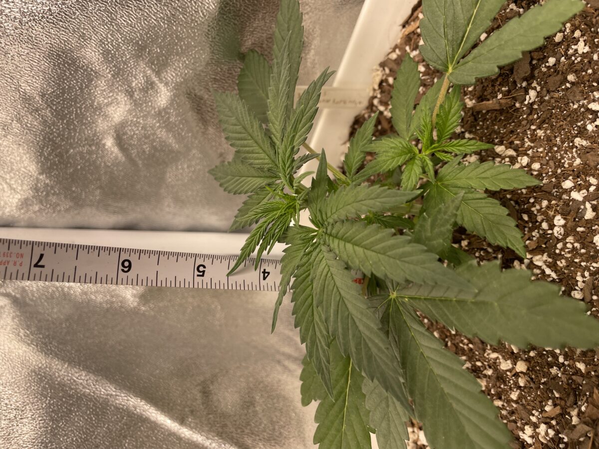 bbs-grow-diaries/week-385648-diary-384562-user-21252-67ede970c6b5f