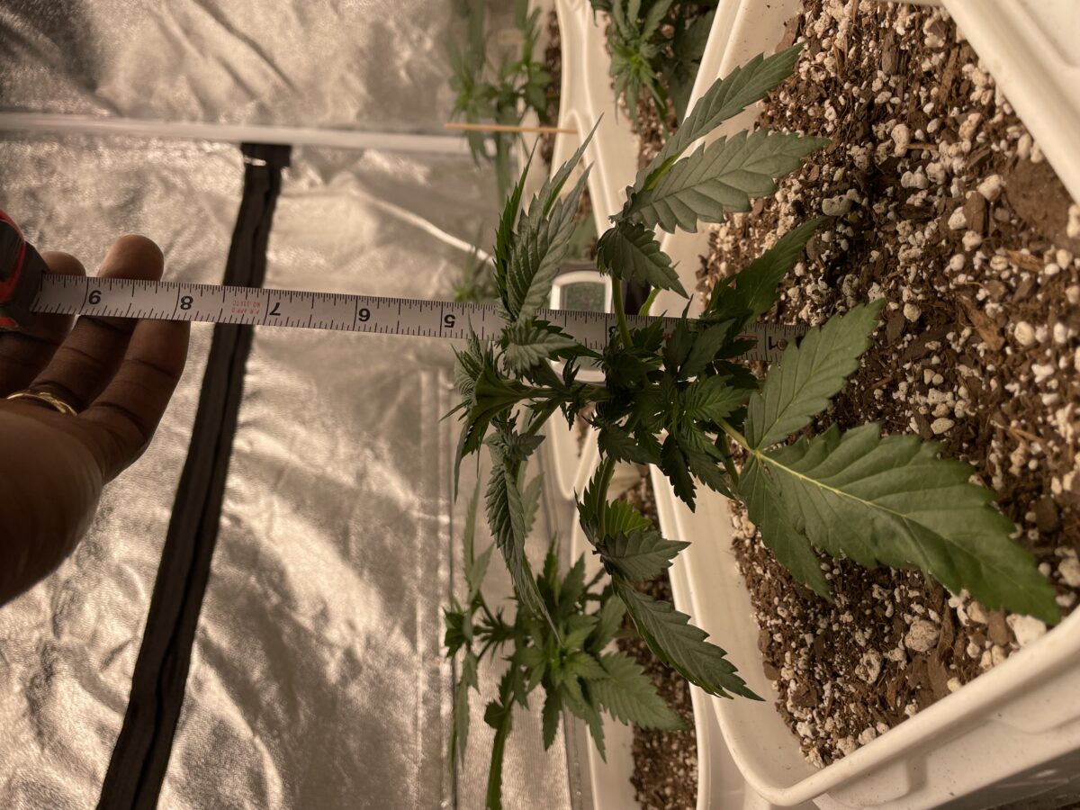 bbs-grow-diaries/week-385648-diary-384562-user-21252-67ede97322b65