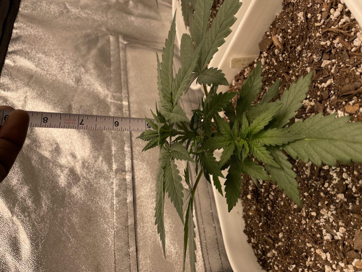 bbs-grow-diaries/week-385648-diary-384562-user-21252-67ede97562a49