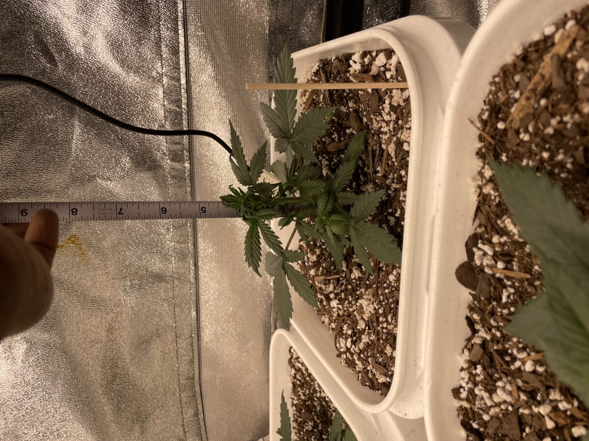 bbs-grow-diaries/week-385648-diary-384562-user-21252-67ede977b4646