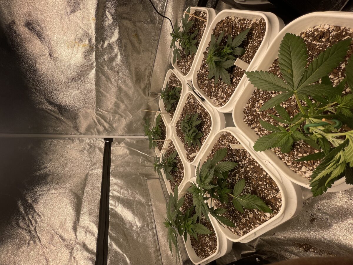 bbs-grow-diaries/week-385648-diary-384562-user-21252-67ede97a0f55b