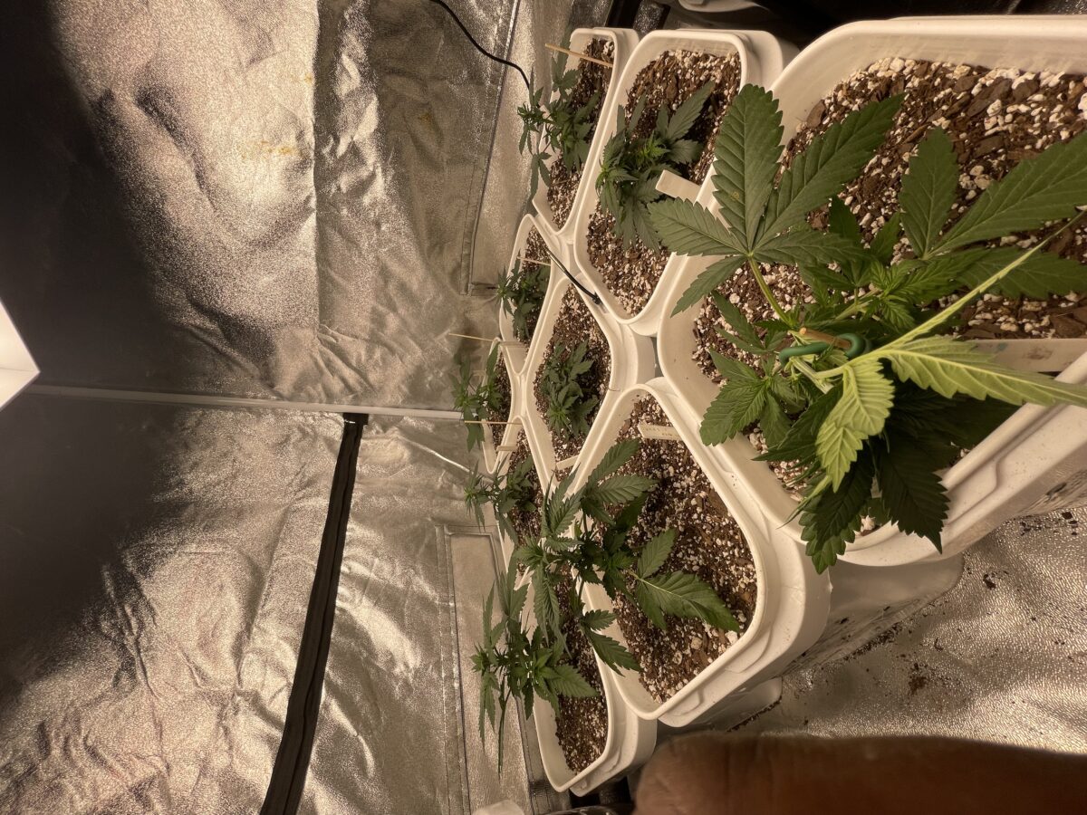 bbs-grow-diaries/week-385648-diary-384562-user-21252-67ede97c883f0