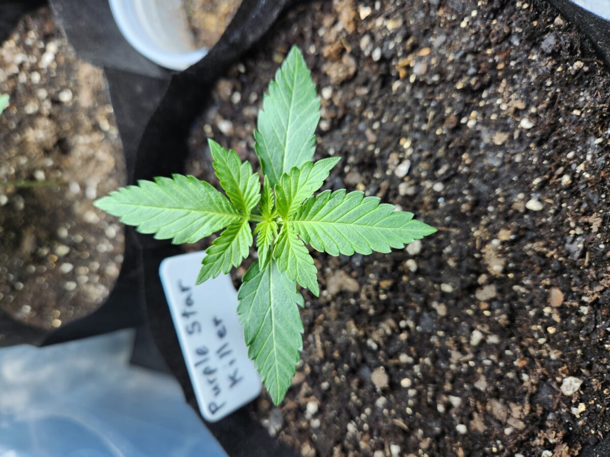 bbs-grow-diaries/week-385655-diary-380374-user-39676-67edfcb86954b