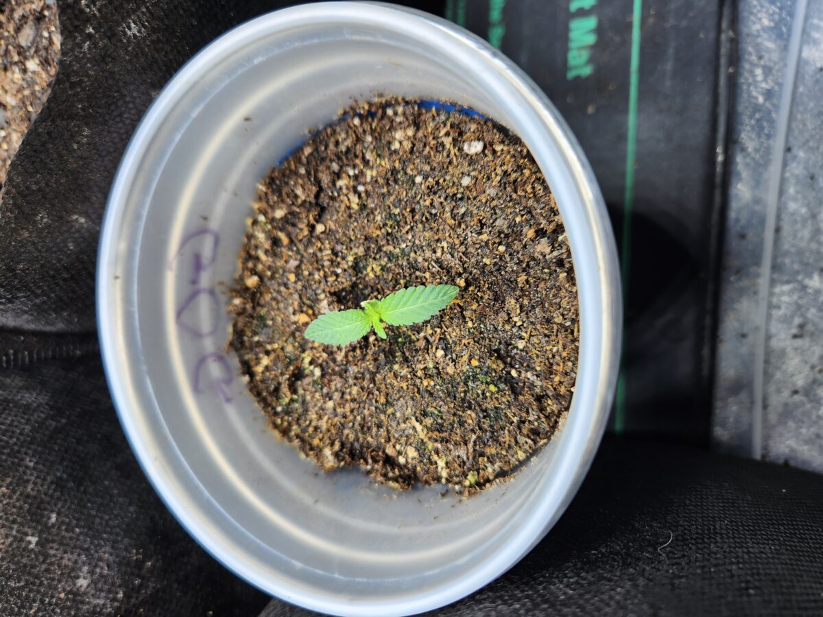 bbs-grow-diaries/week-385659-diary-380381-user-39676-67edff7399e49