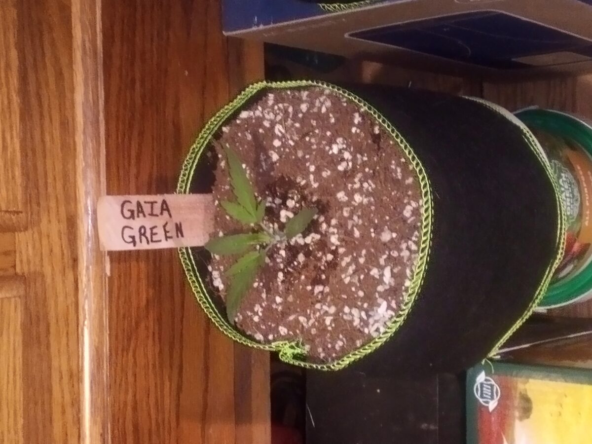 bbs-grow-diaries/week-386569-diary-386564-user-33257-67efd2765c82b