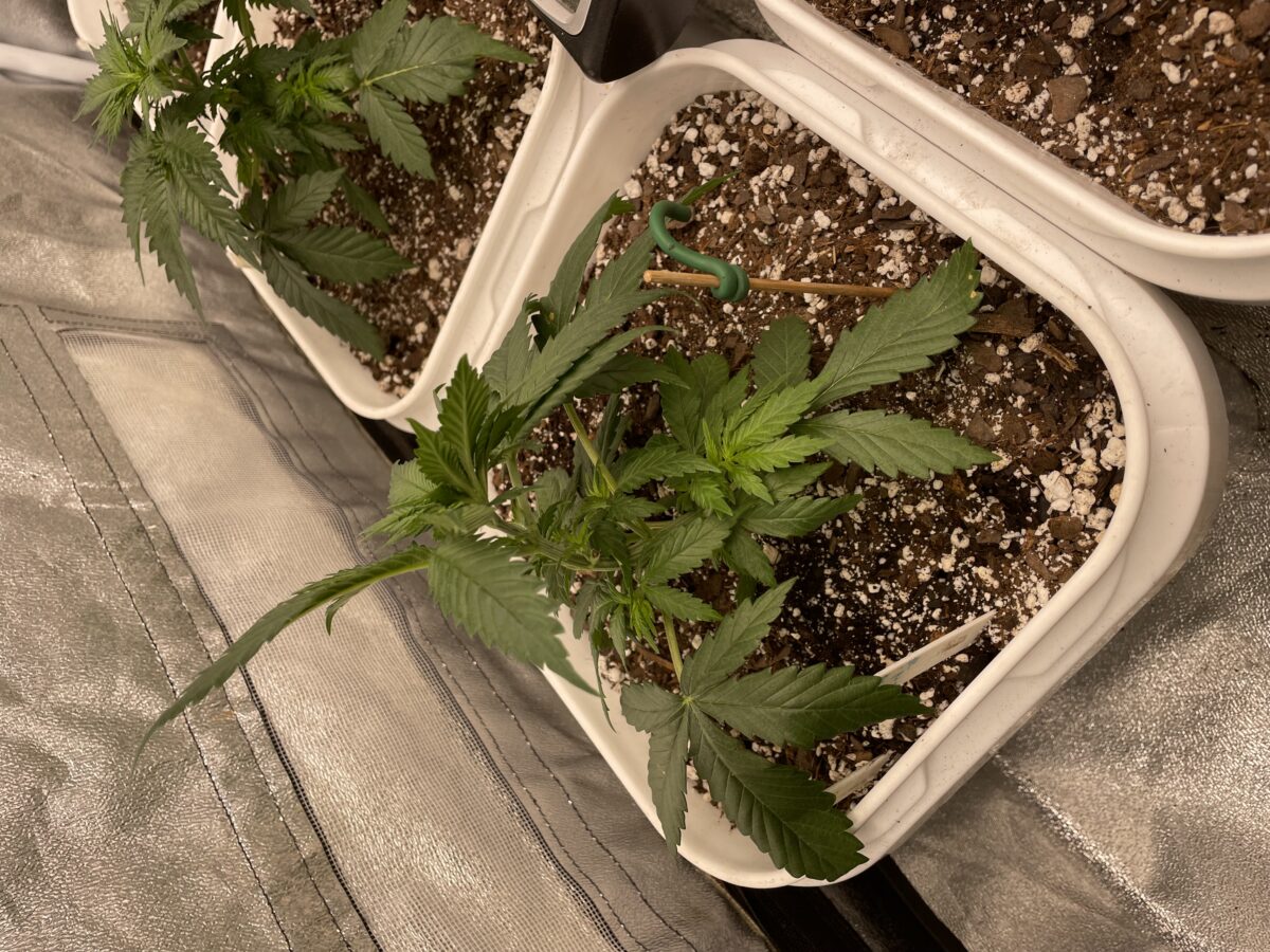 bbs-grow-diaries/week-387272-diary-384564-user-21252-67f45d60623d2