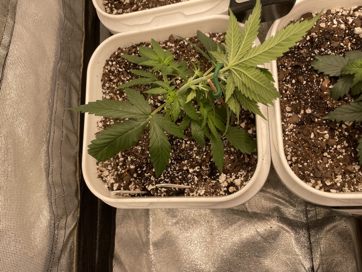 bbs-grow-diaries/week-387272-diary-384564-user-21252-67f45d62d4235