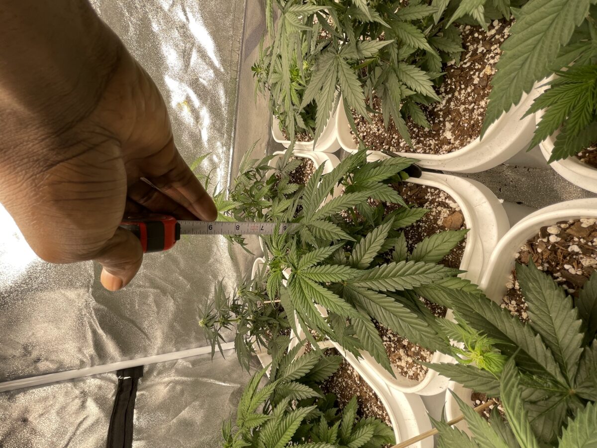 bbs-grow-diaries/week-387486-diary-384562-user-21252-67f562d38fccc