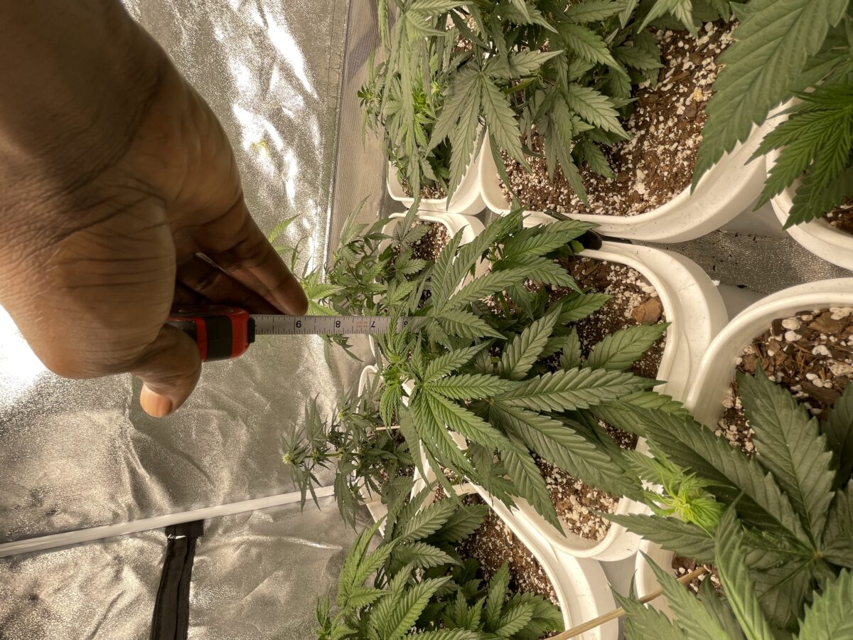 bbs-grow-diaries/week-387486-diary-384562-user-21252-67f562d5cad81