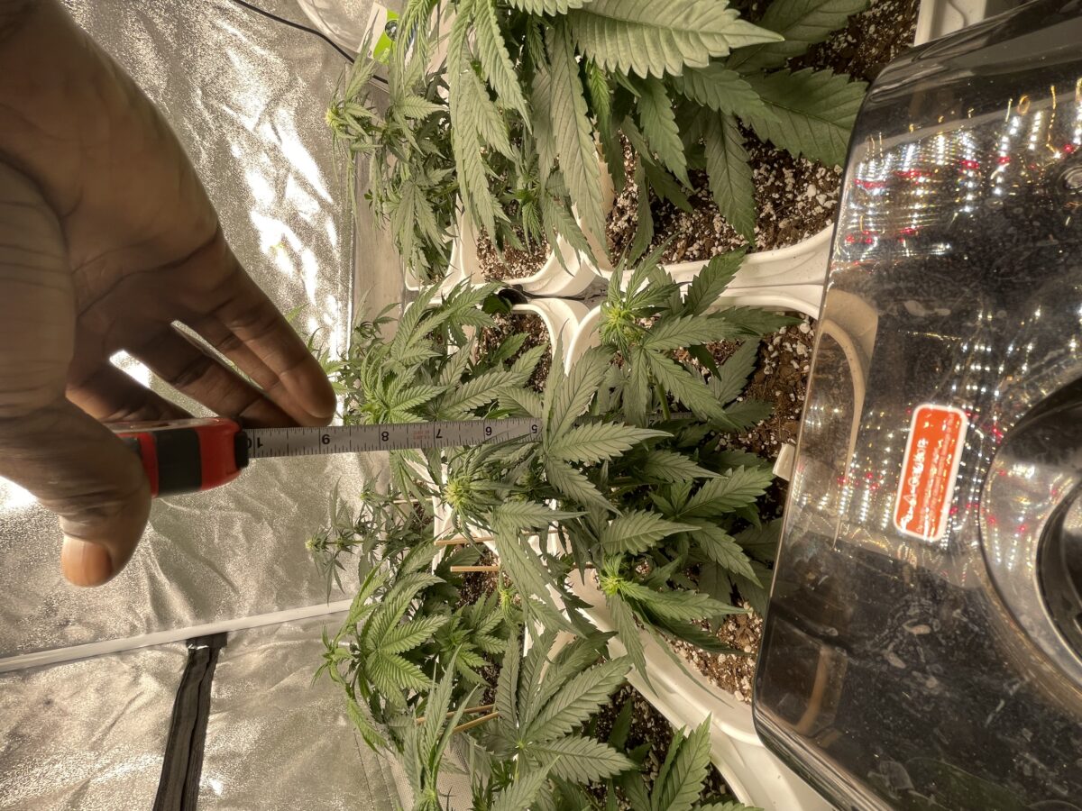 bbs-grow-diaries/week-387486-diary-384562-user-21252-67f562d827f37