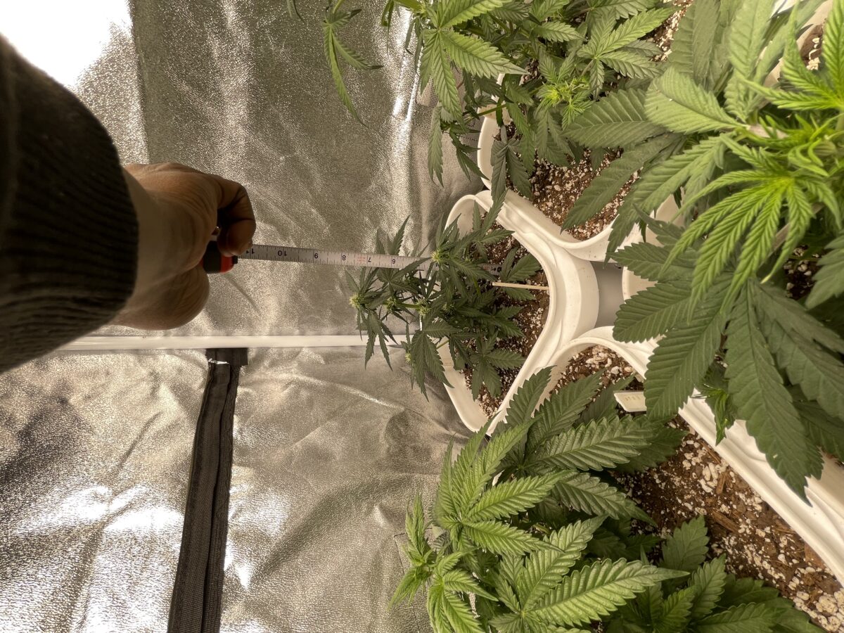 bbs-grow-diaries/week-387486-diary-384562-user-21252-67f562daaa20e