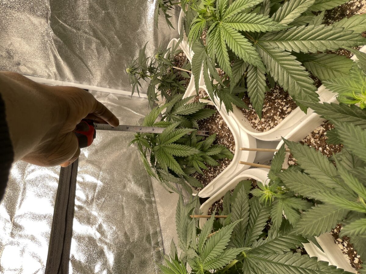 bbs-grow-diaries/week-387486-diary-384562-user-21252-67f562dd2bc7a