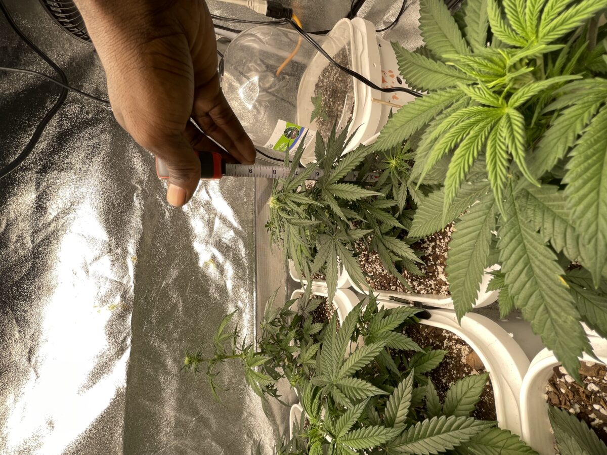 bbs-grow-diaries/week-387486-diary-384562-user-21252-67f562df8df7c