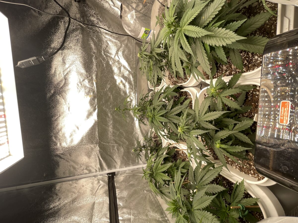 bbs-grow-diaries/week-387486-diary-384562-user-21252-67f562e1d7eed