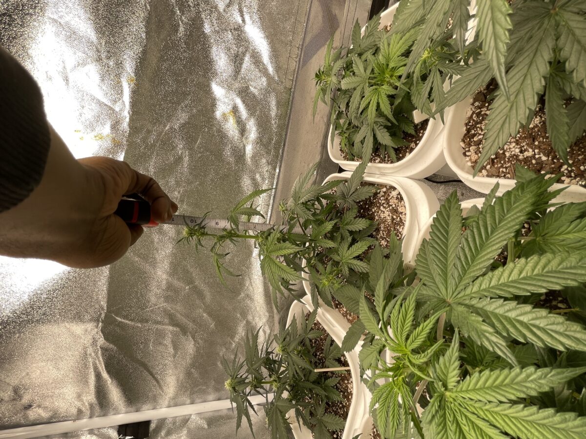 bbs-grow-diaries/week-387486-diary-384562-user-21252-67f562e42dd8f