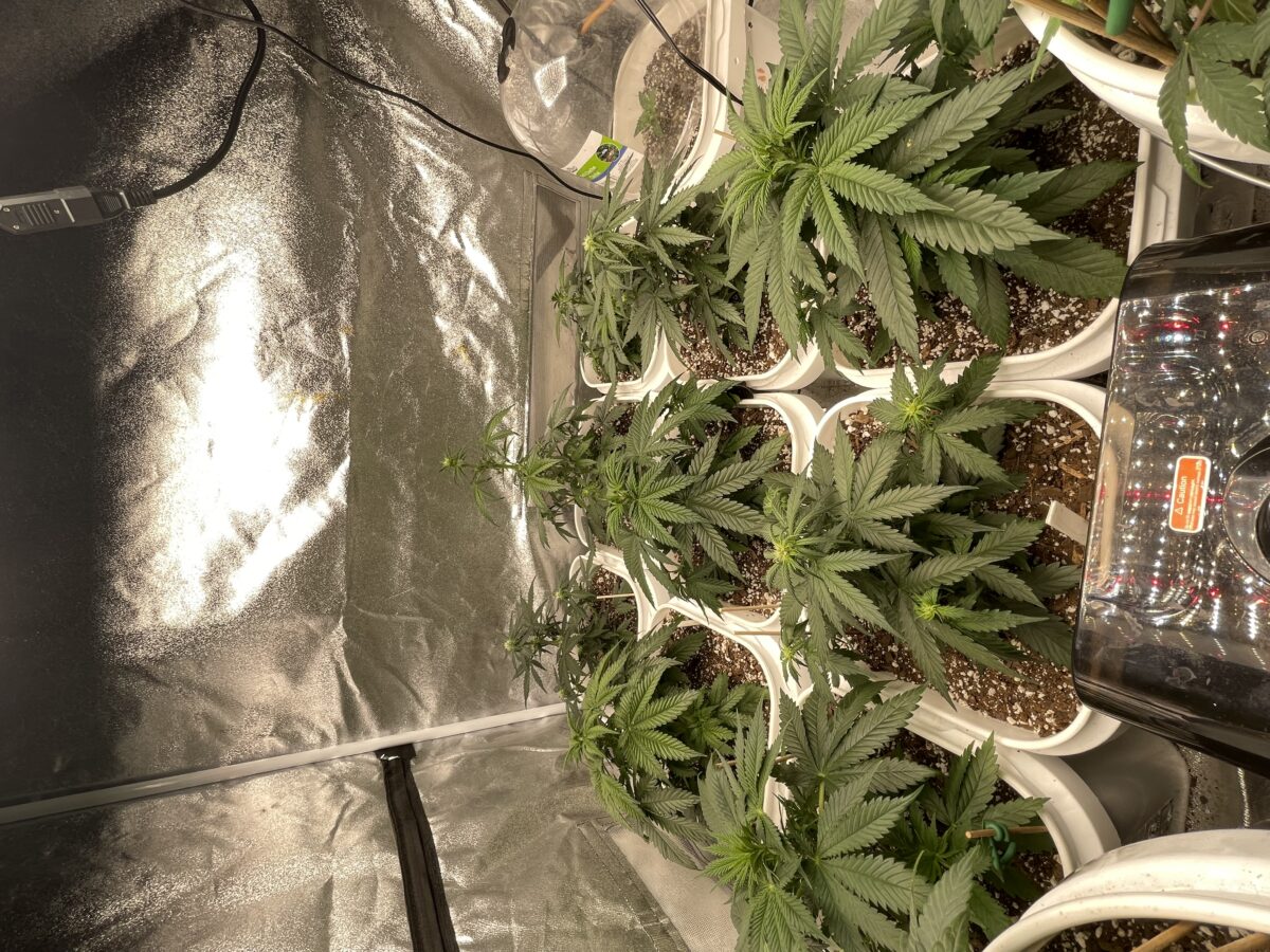 bbs-grow-diaries/week-387486-diary-384562-user-21252-67f562e690d57