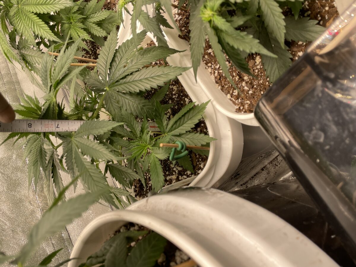 bbs-grow-diaries/week-387488-diary-384564-user-21252-67f56829ef733