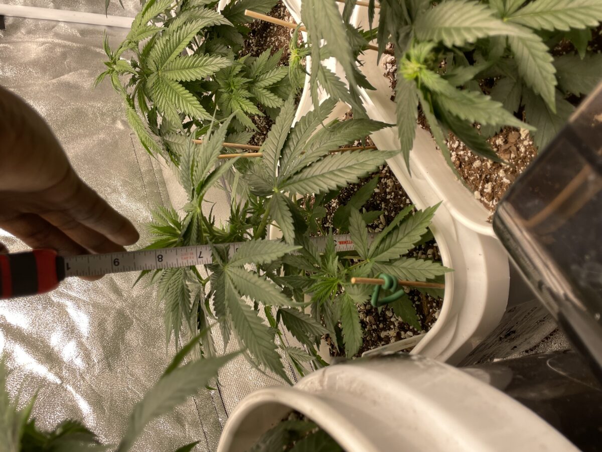 bbs-grow-diaries/week-387488-diary-384564-user-21252-67f5682c37cb1