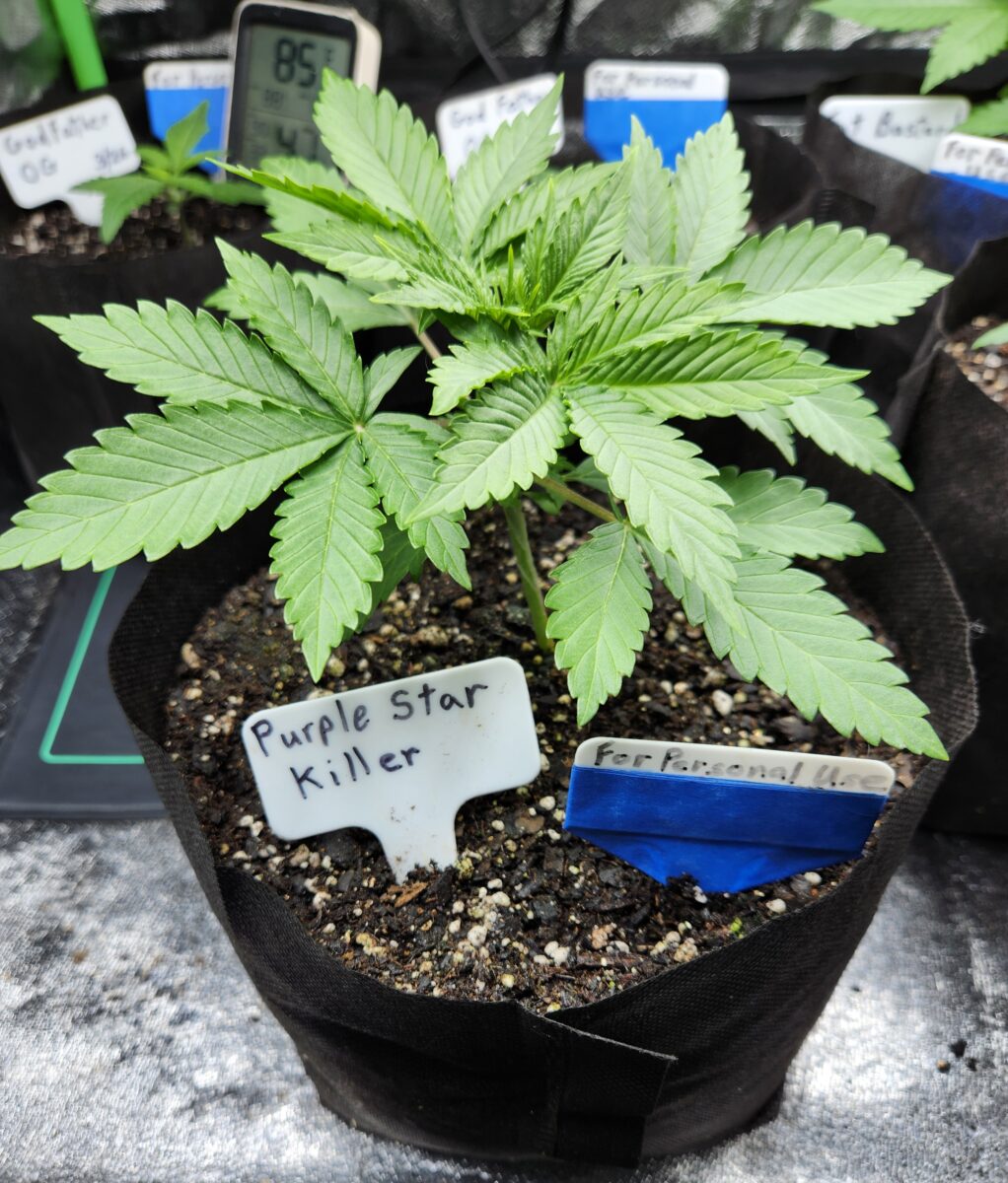 bbs-grow-diaries/week-387758-diary-380374-user-39676-67f6e63e40fdb