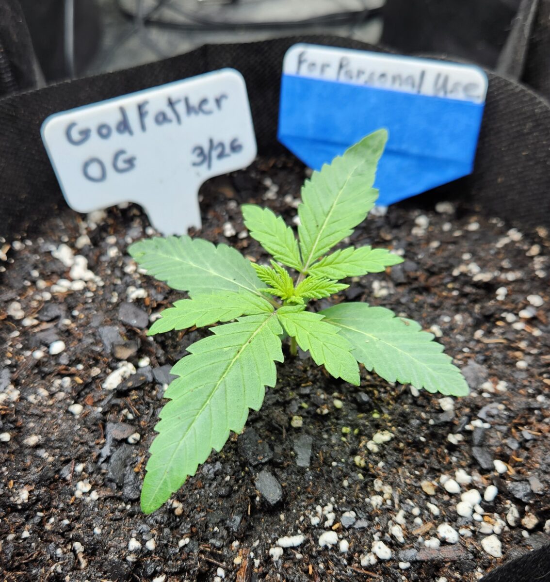 bbs-grow-diaries/week-387761-diary-380381-user-39676-67f6e98181bc6