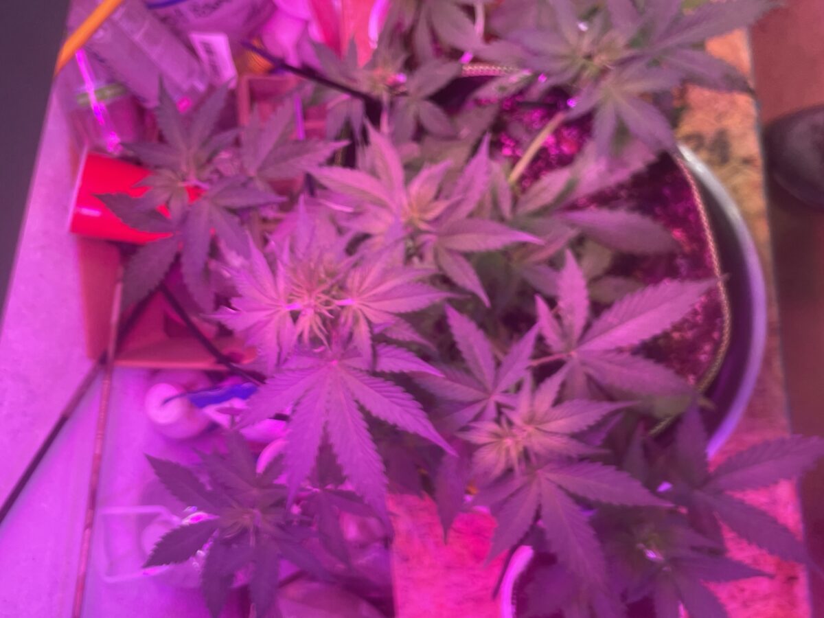 bbs-grow-diaries/week-387834-diary-387831-user-34136-67f786039363d