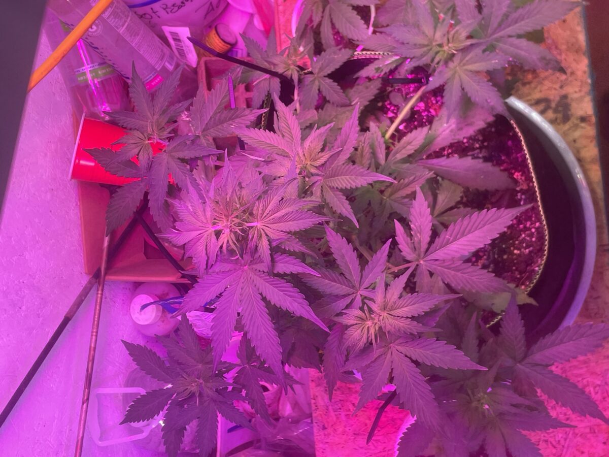 bbs-grow-diaries/week-387834-diary-387831-user-34136-67f7860639618