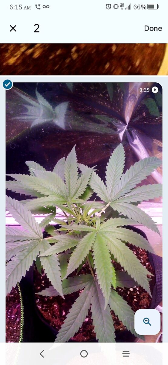 bbs-grow-diaries/week-387977-diary-386564-user-33257-67f81deeda1ca