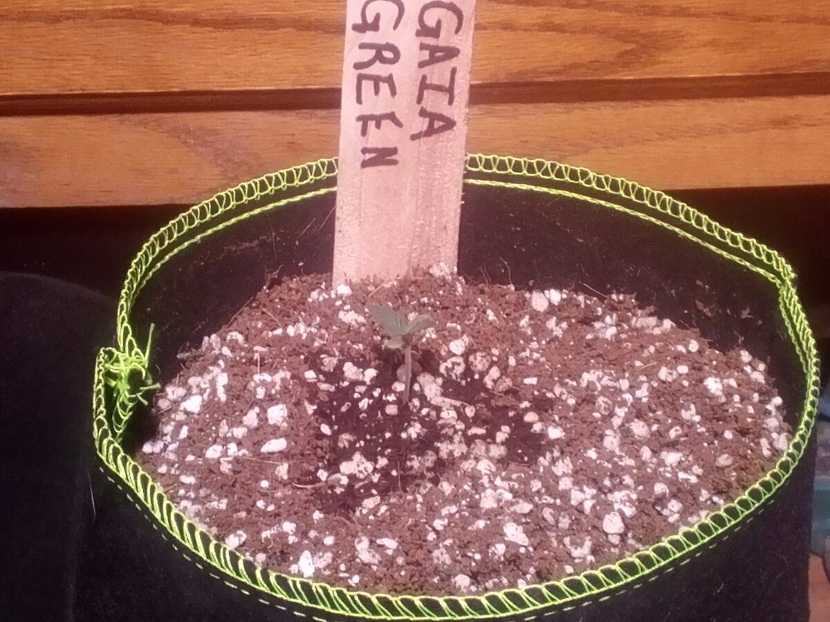 bbs-grow-diaries/week-387992-diary-387990-user-33257-67f840d1d6b24