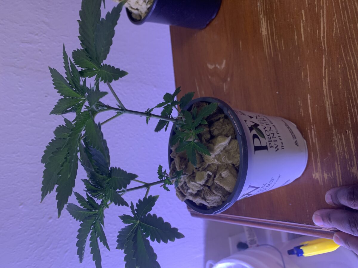 bbs-grow-diaries/week-388017-diary-379374-user-39614-67f89ccc92bbd