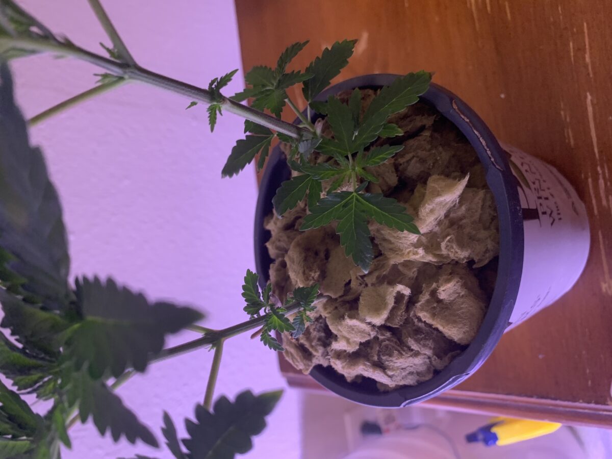 bbs-grow-diaries/week-388017-diary-379374-user-39614-67f89ccf04ebb