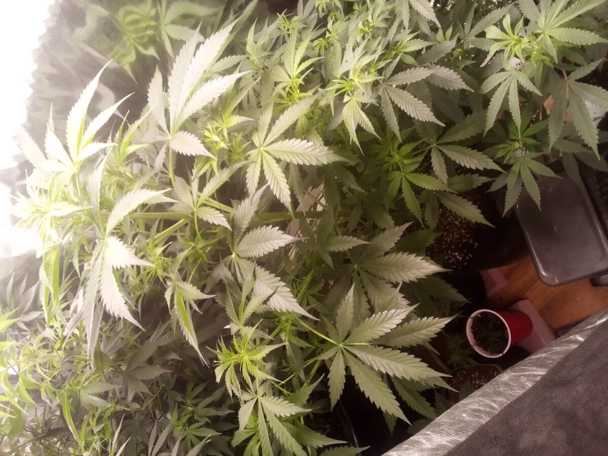 bbs-grow-diaries/week-388156-diary-386564-user-33257-67f908c7bb6a3