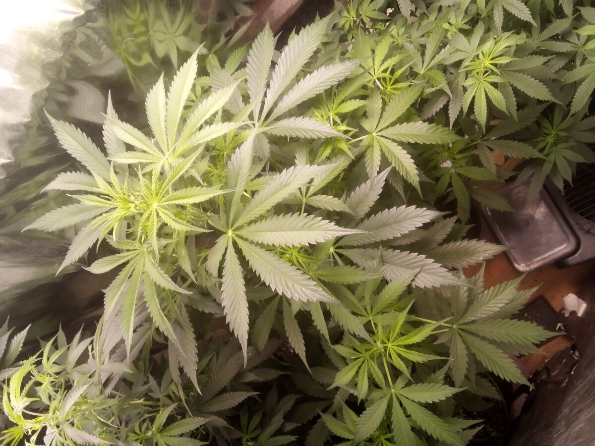 bbs-grow-diaries/week-388156-diary-386564-user-33257-67f908c9ca9fd