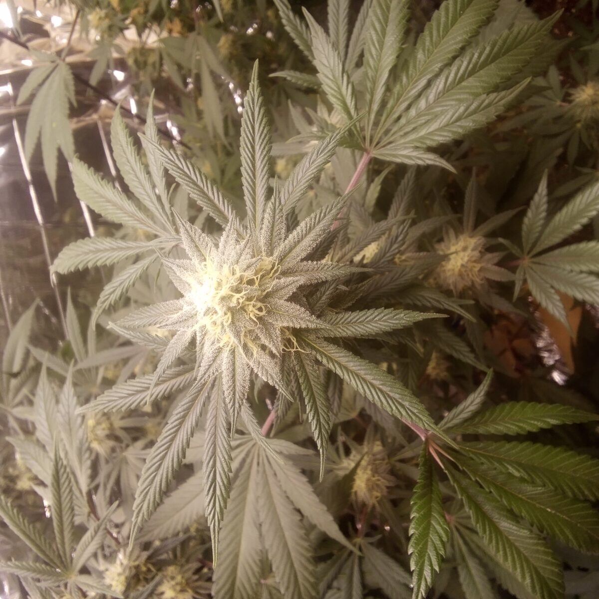 bbs-grow-diaries/week-388326-diary-386564-user-33257-67fabf7f1e634