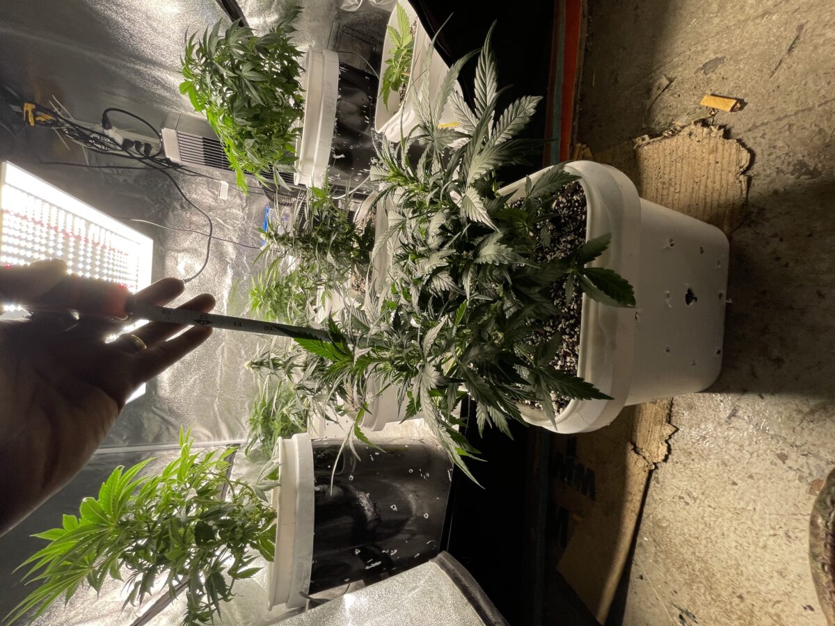 bbs-grow-diaries/week-388354-diary-384562-user-21252-67fba5fc1b2d9