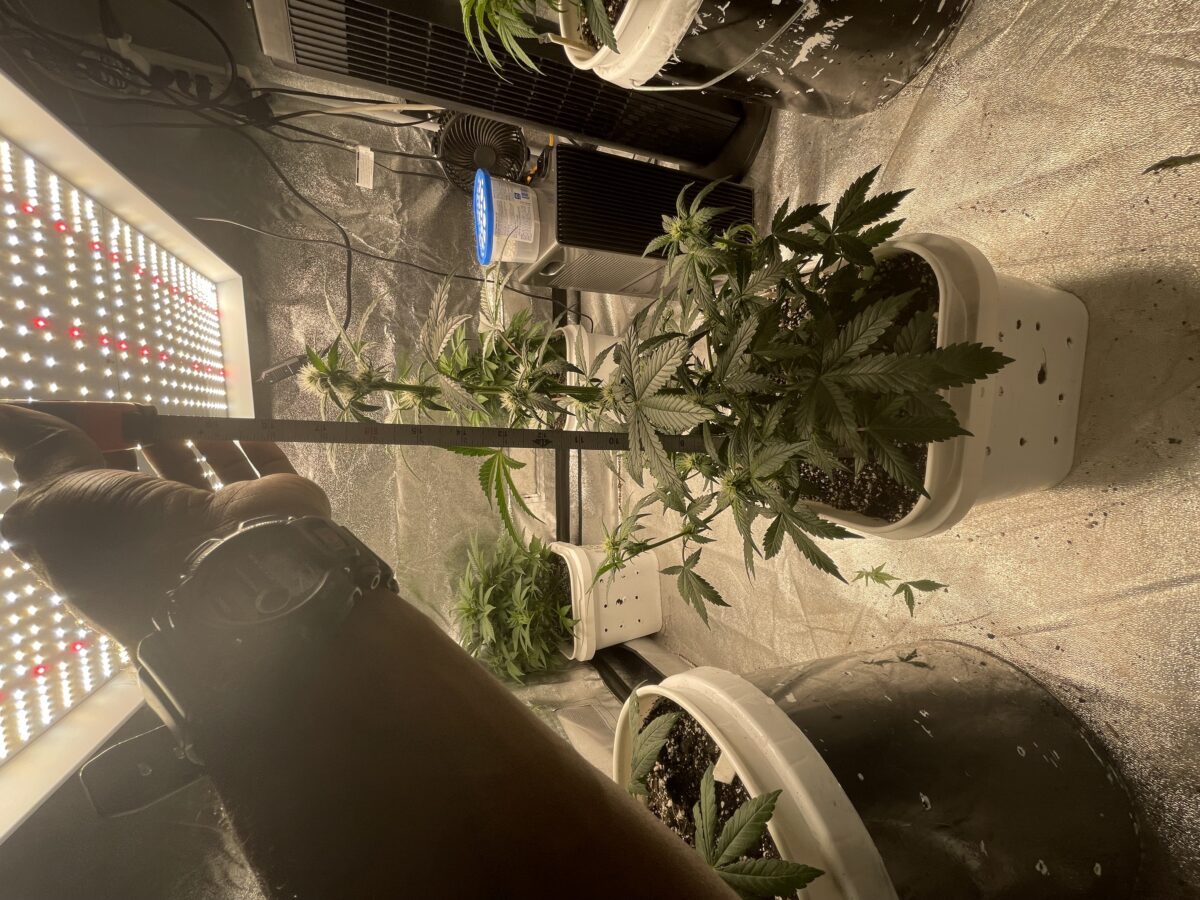 bbs-grow-diaries/week-388354-diary-384562-user-21252-67fba5fe73066