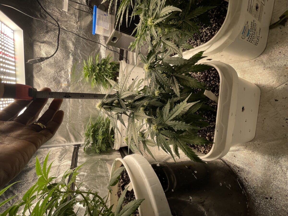 bbs-grow-diaries/week-388354-diary-384562-user-21252-67fba600cc132