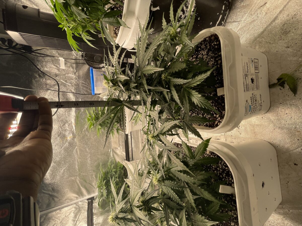 bbs-grow-diaries/week-388354-diary-384562-user-21252-67fba6033765b