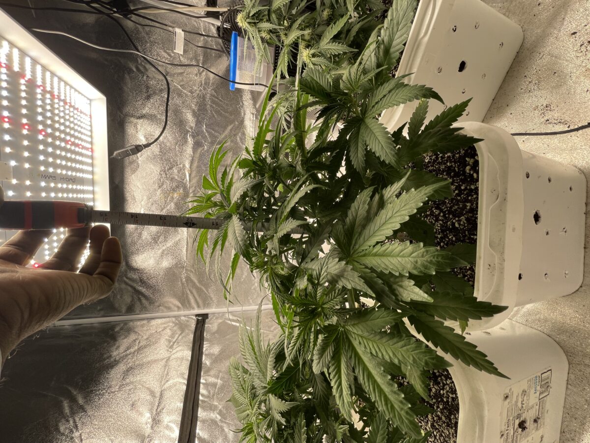 bbs-grow-diaries/week-388354-diary-384562-user-21252-67fba6059c5aa