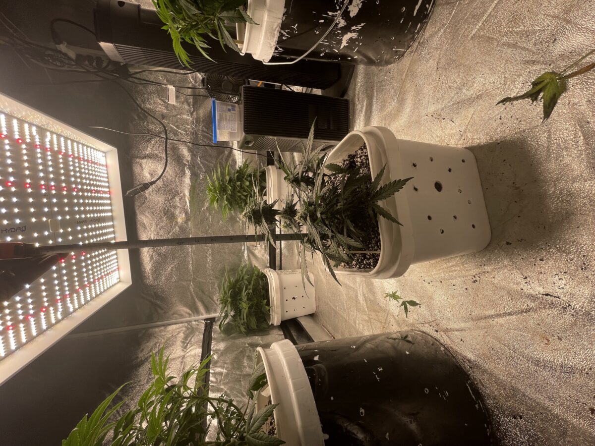 bbs-grow-diaries/week-388354-diary-384562-user-21252-67fba607e6895