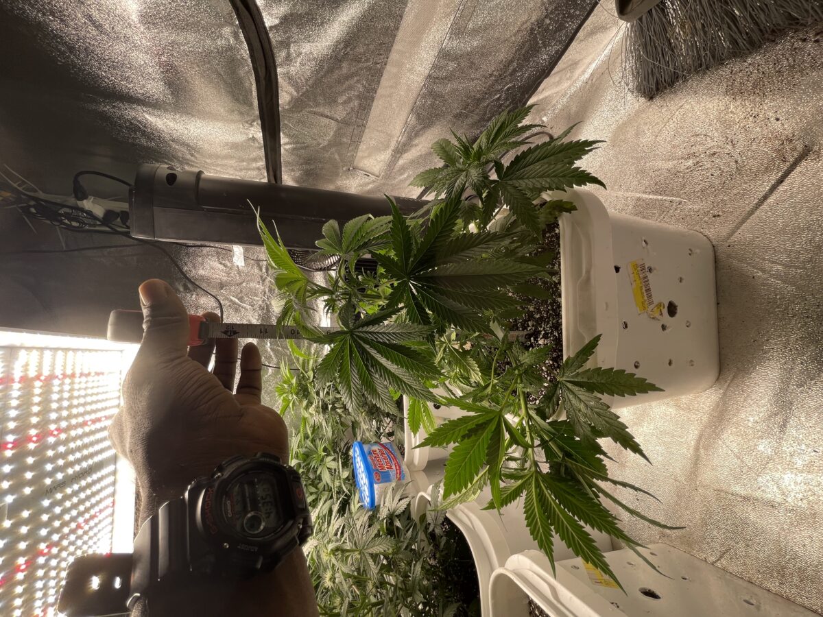 bbs-grow-diaries/week-388354-diary-384562-user-21252-67fba60a66e2f