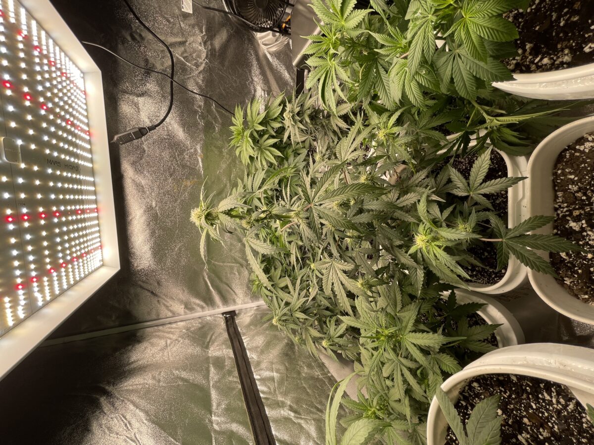 bbs-grow-diaries/week-388354-diary-384562-user-21252-67fba60d0dc19