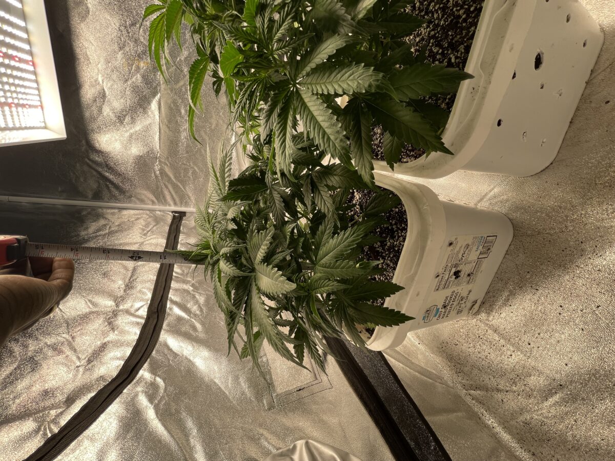 bbs-grow-diaries/week-388354-diary-384562-user-21252-67fba60f9b79e