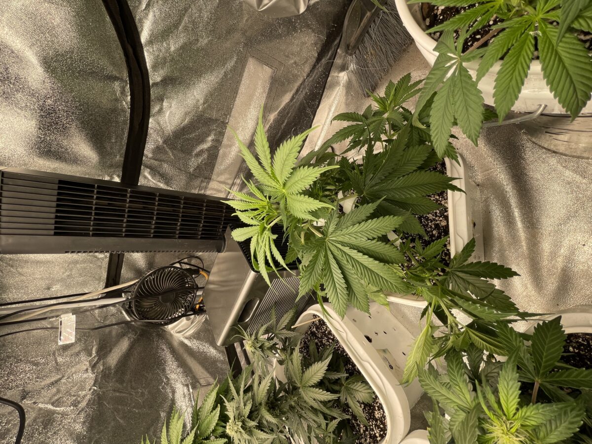 bbs-grow-diaries/week-388356-diary-384564-user-21252-67fba7efc60f3